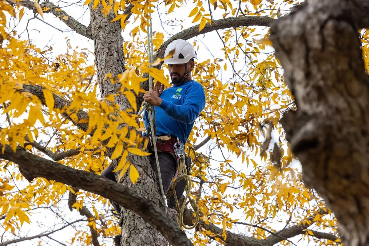 Skilled Tree Planing crew working in Greenville